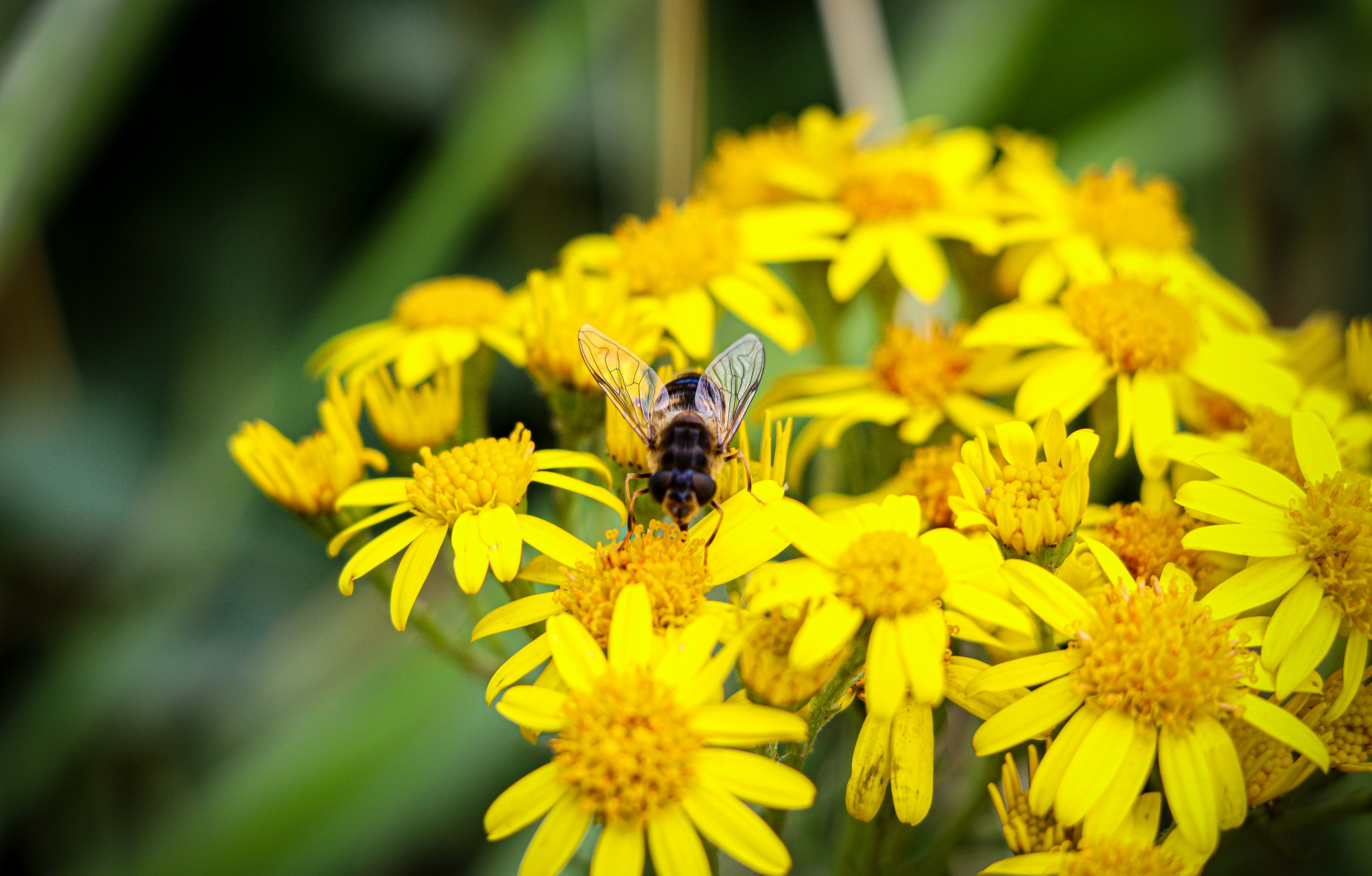black and yellow bee on yellow flower