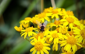 Close-up of a beekeeper tending to vibrant hives surrounded by flowering plants.
