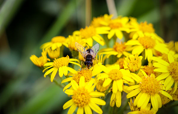Close-up of a vibrant africanized honeybee perched on a bright yellow flower.