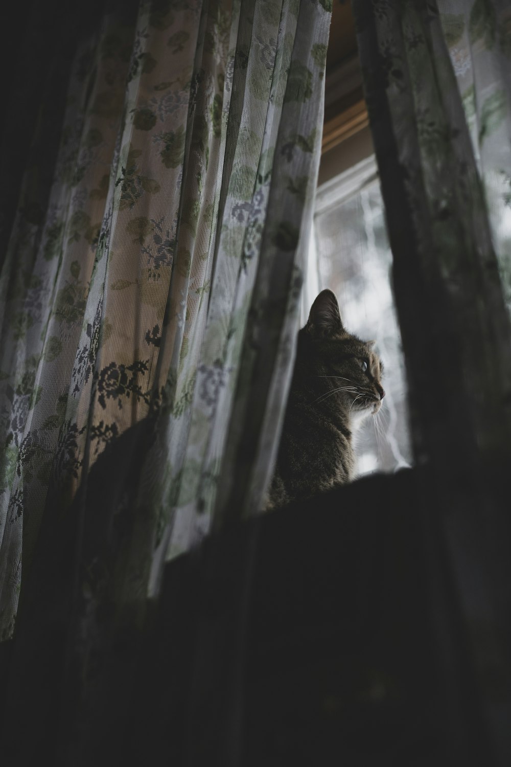 silver tabby cat on window