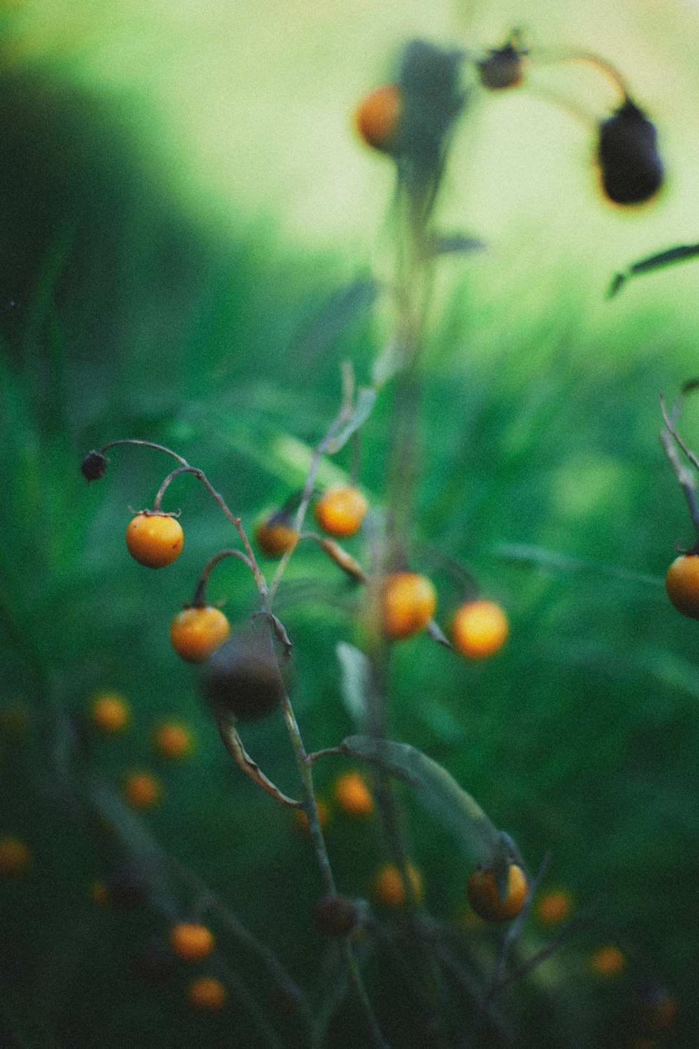 Frutos anaranjados en lente de cambio de inclinación