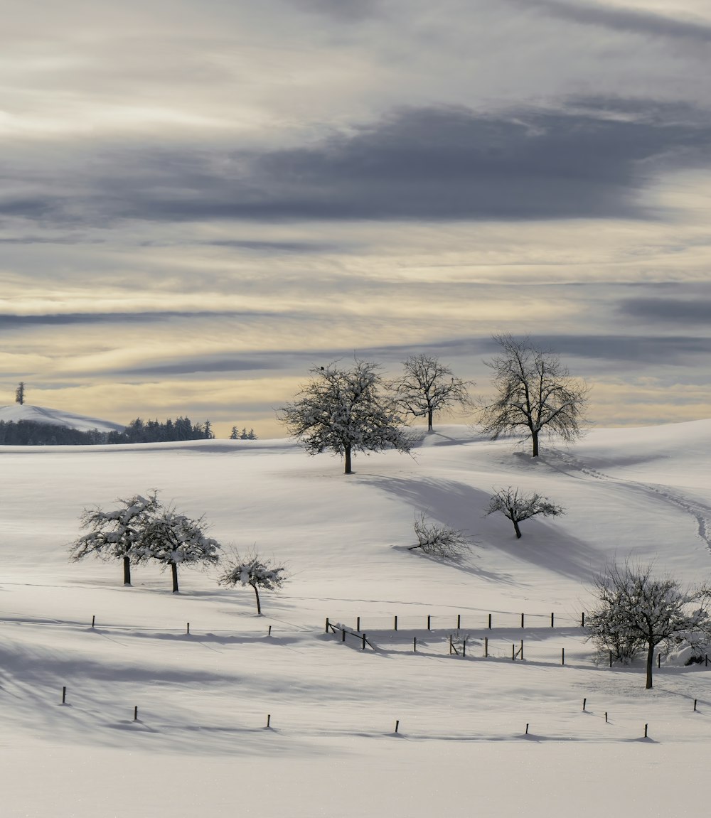 bare tree on snow covered ground during daytime