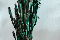 Elegant tall cactus with soft shadows cast on a clean, modern background.