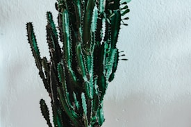A tall, green cactus with multiple spiky stems is standing against a textured white wall. The light casts soft shadows, accentuating the plant's intricate details and creating a minimalist and natural aesthetic.