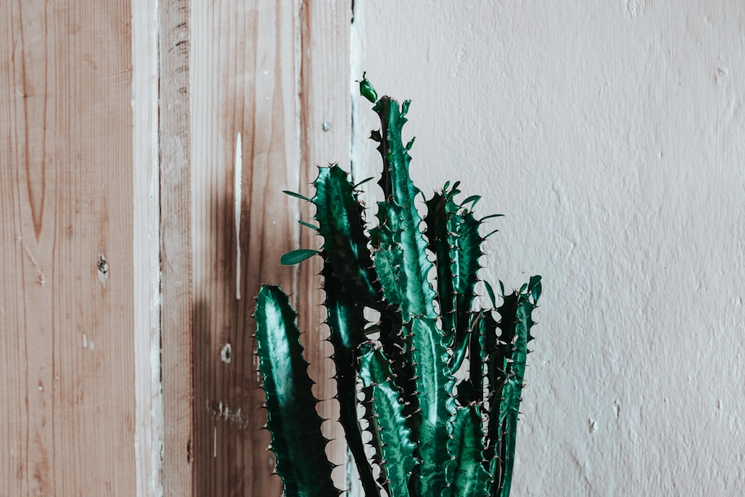 green cactus plant on brown wooden table