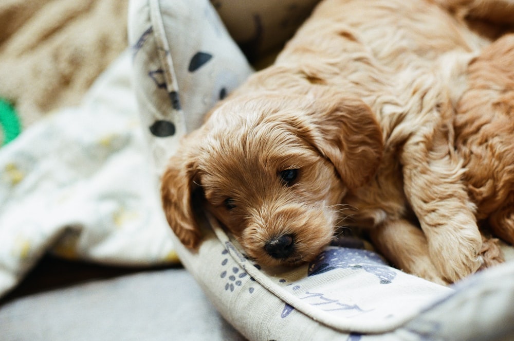 brown long coated small dog lying on white and blue textile