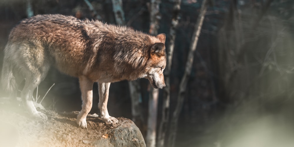 Brauner Wolf auf grauem Felsen