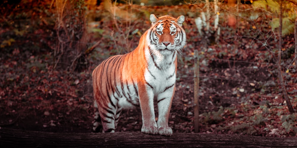 tiger walking on brown wooden floor