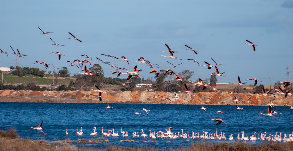 flock of birds flying over the sea during daytime