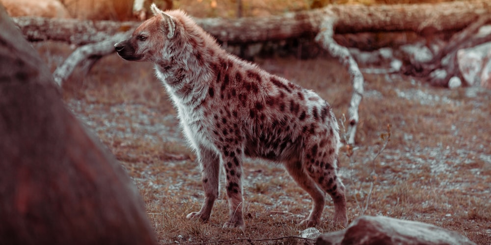 brown and white leopard walking on brown soil during daytime