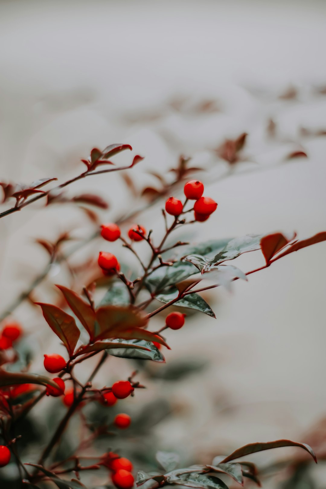 red fruit on tree branch