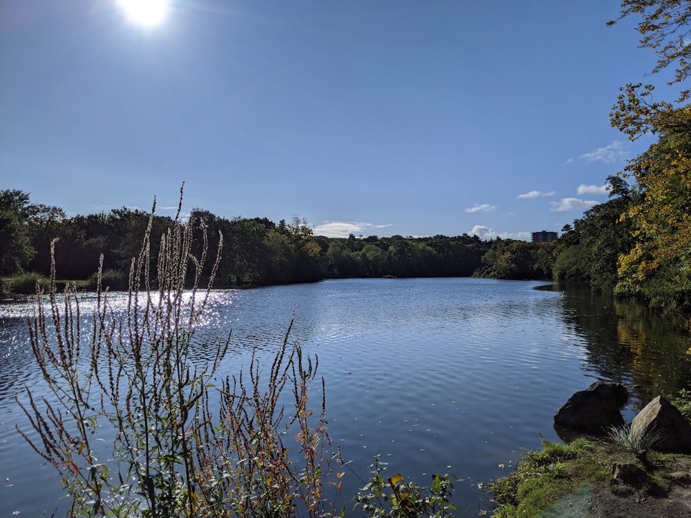 green trees beside river under blue sky during daytime