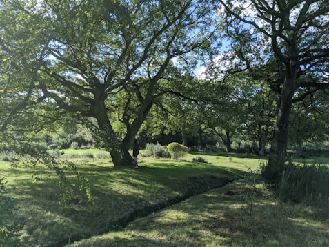 green grass field with trees during daytime