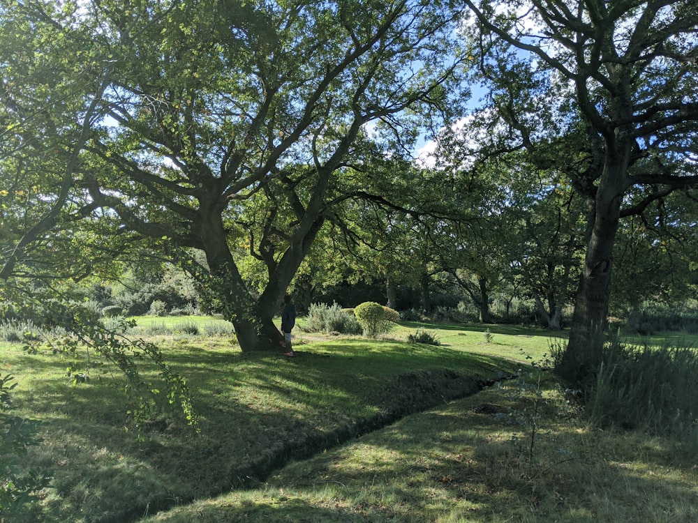 campo di erba verde con alberi durante il giorno
