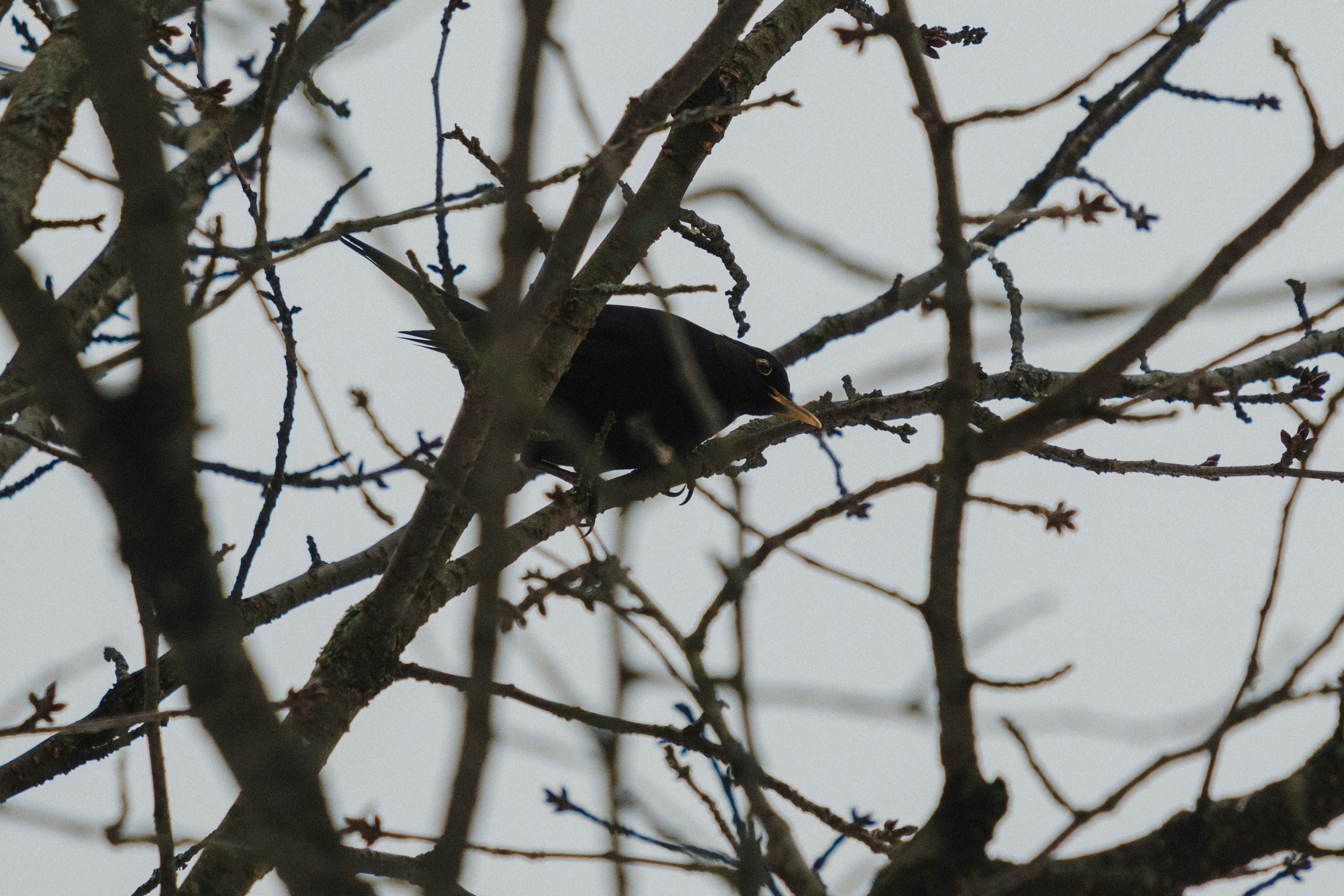 black bird on brown tree branch during daytime