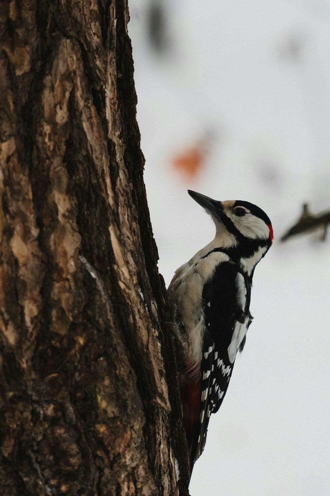 black and white bird on brown tree branch