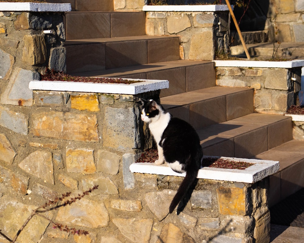 tuxedo cat on brown brick wall