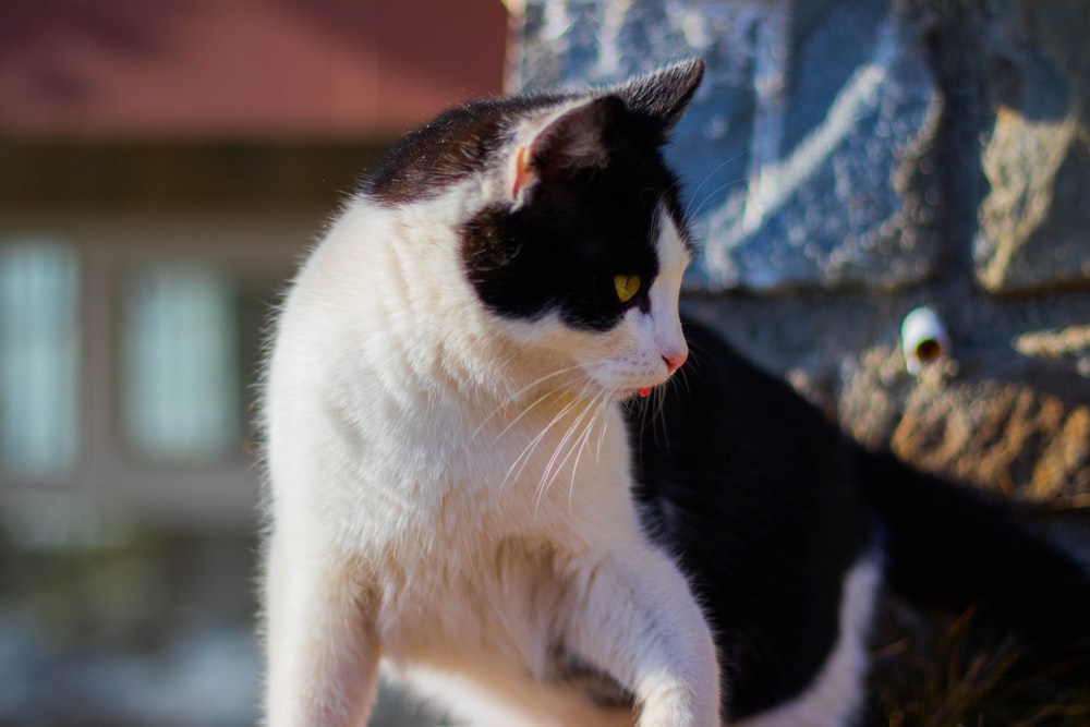 white and black cat on brown wooden table