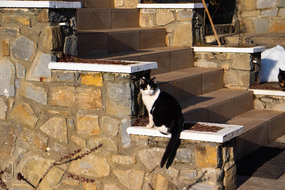 tuxedo cat on brown brick wall