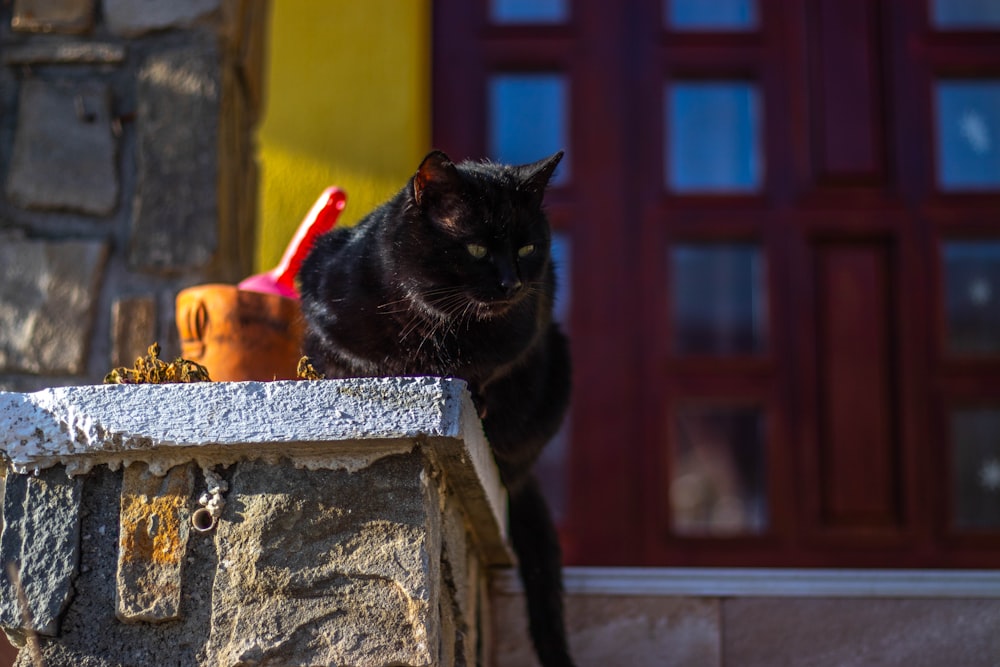 black cat on brown wooden table