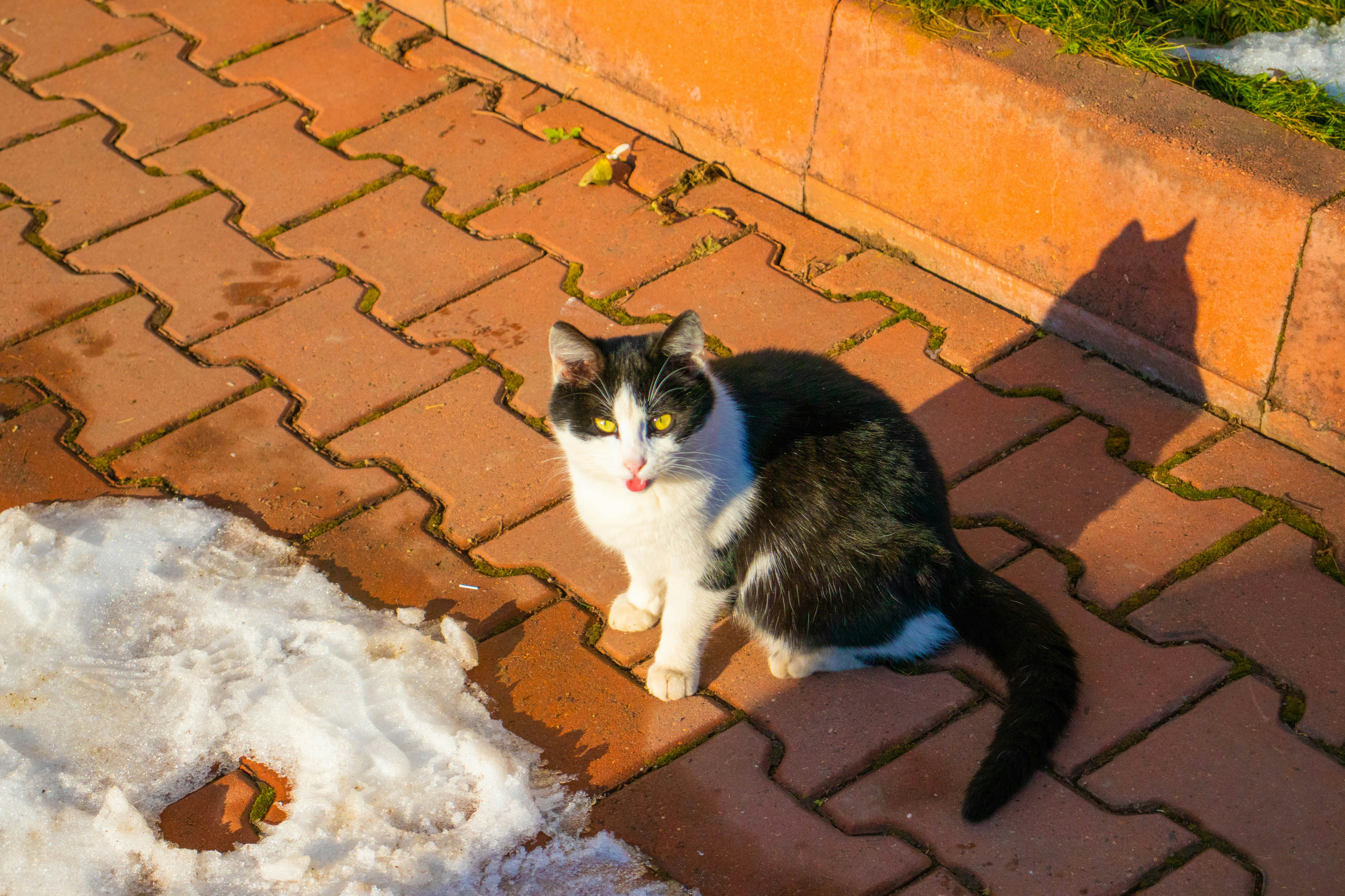Cats photoshoot Cat chat Pisică