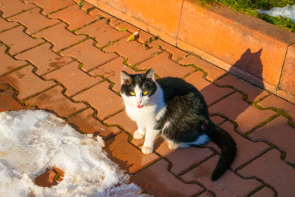 black and white cat on brown brick floor