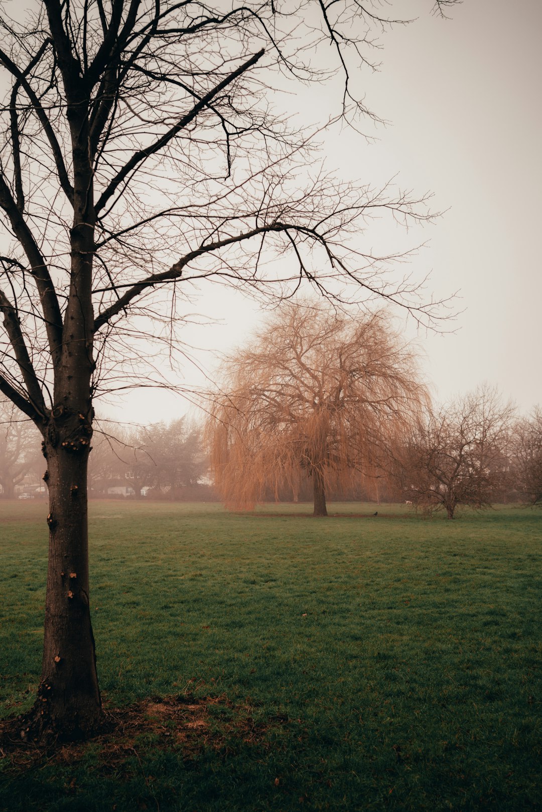 green grass field with trees during daytime