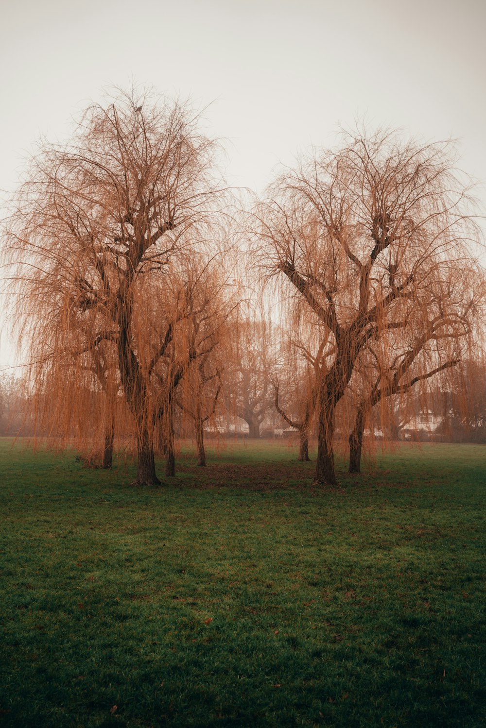 brunir les arbres sans feuilles sur un champ d’herbe verte pendant la journée