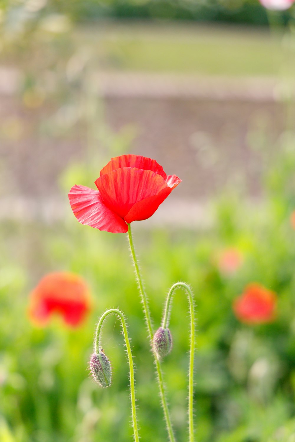 red poppy in bloom during daytime