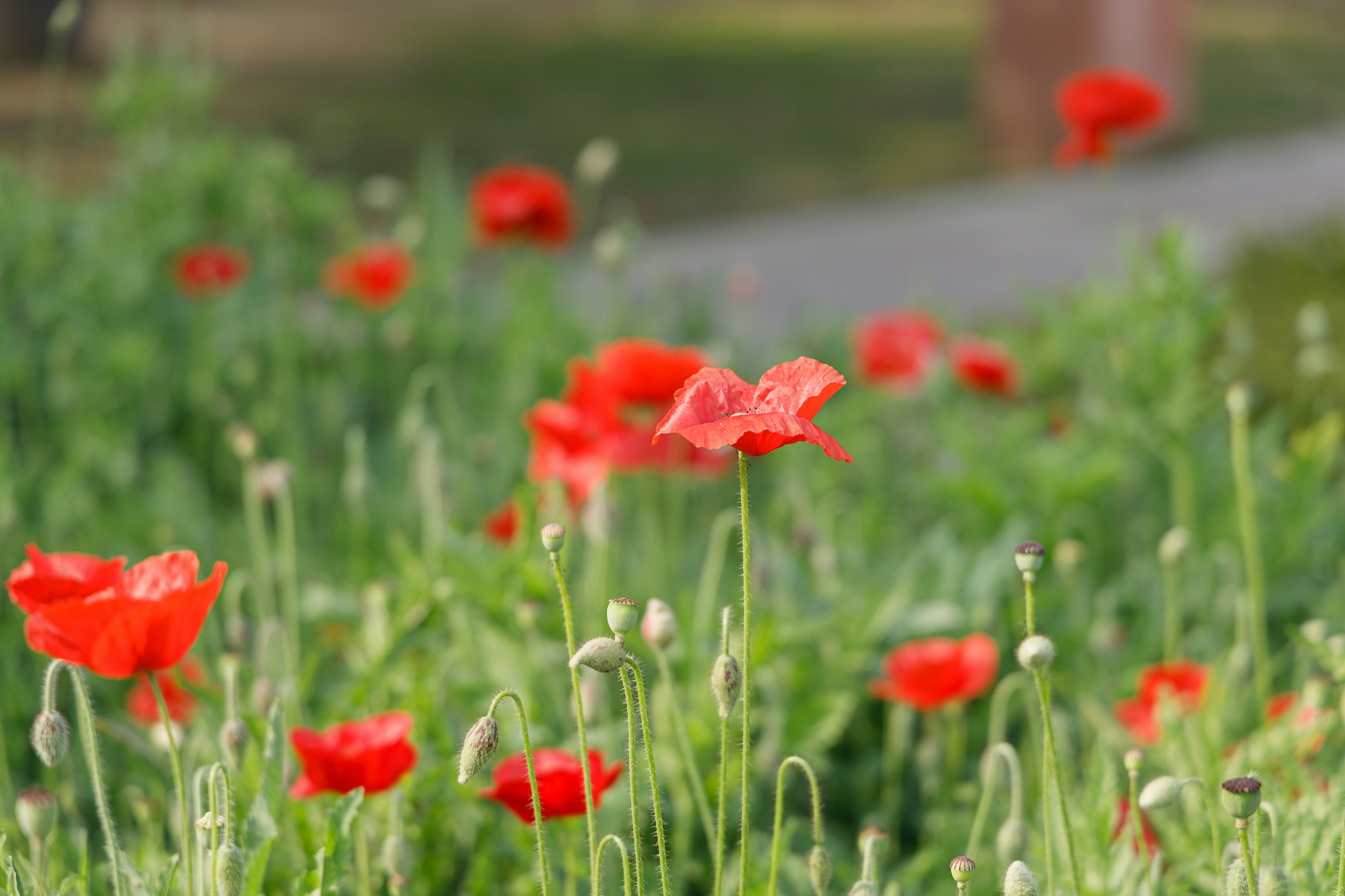 red flowers on green grass field during daytime