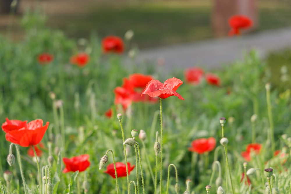 red flowers on green grass field during daytime
