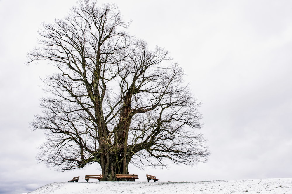 árvore sem folhas no solo coberto de neve durante o dia