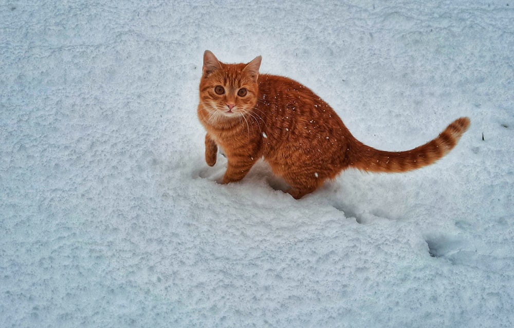 orangefarbene Tabby-Katze auf schneebedecktem Boden