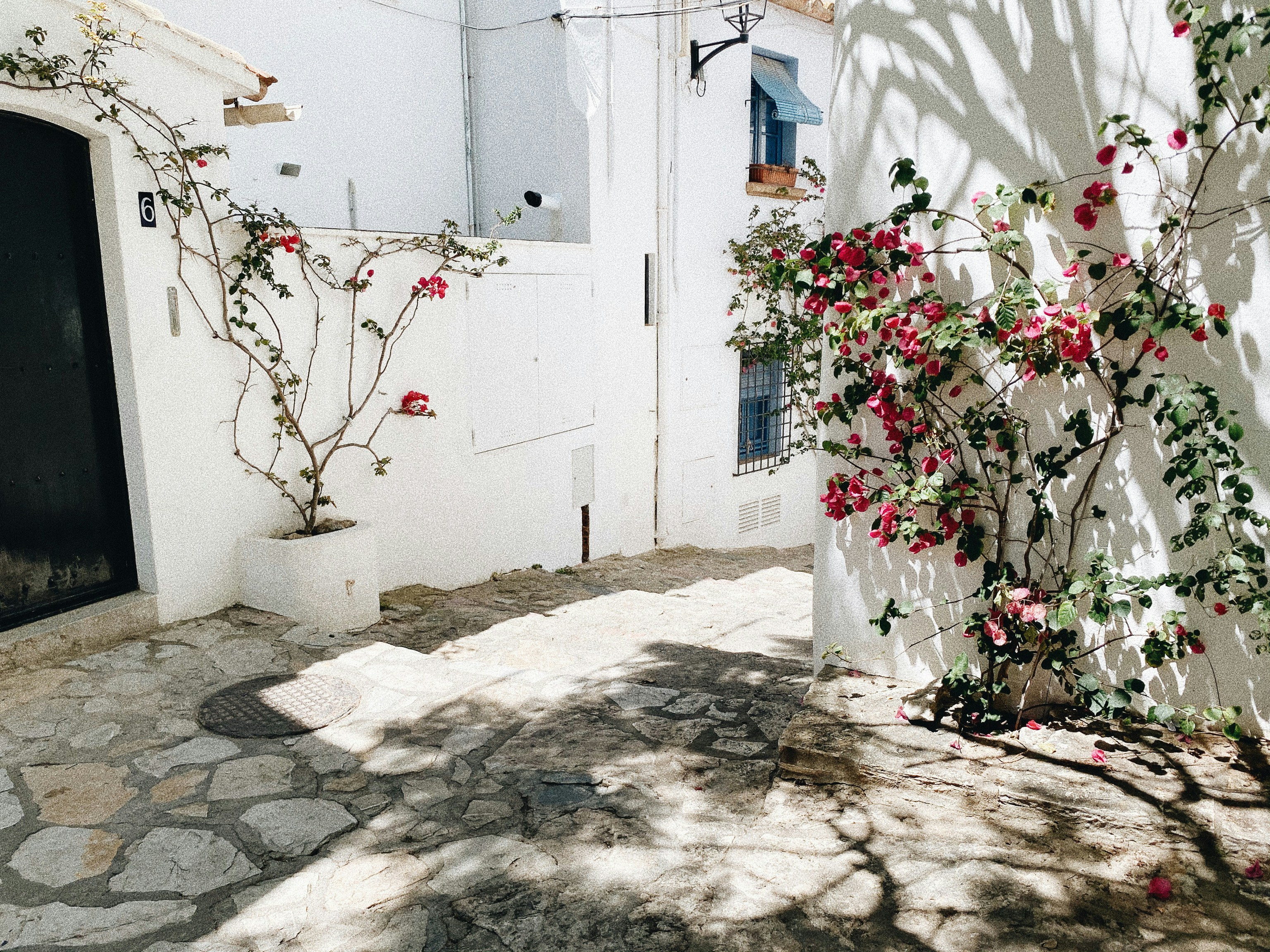 red and white flowers on white wall