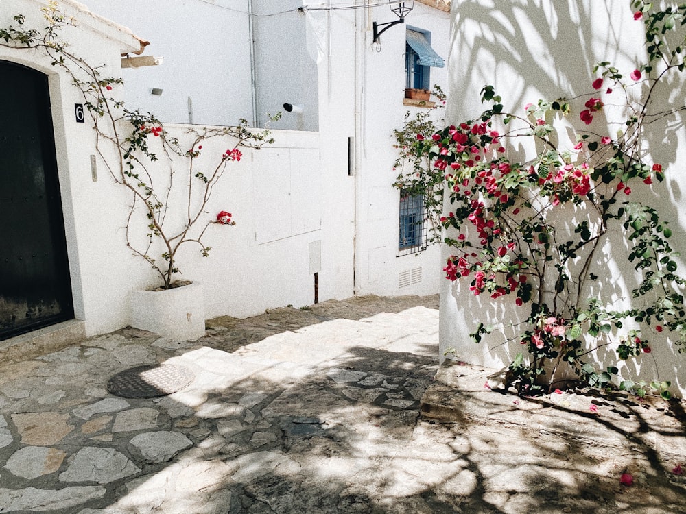 red and white flowers on white wall