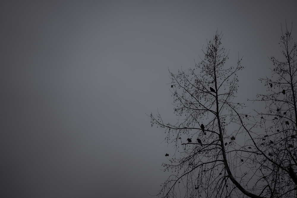 회색 하늘 아래 잎이없는 나무