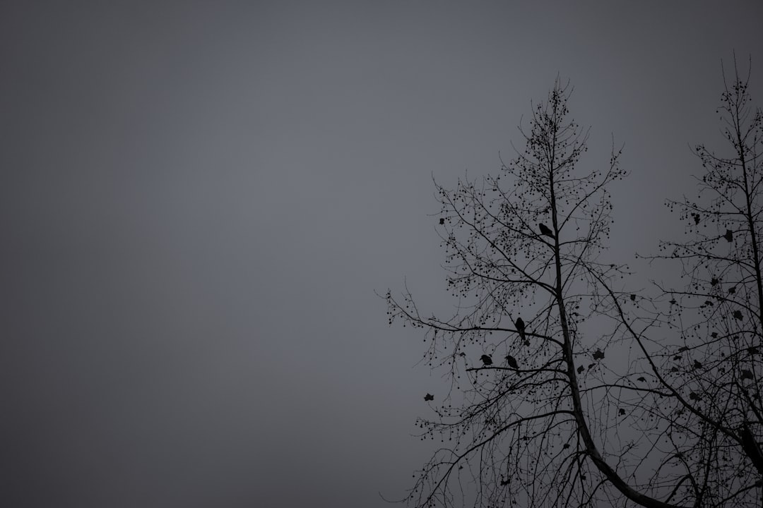 leafless tree under gray sky