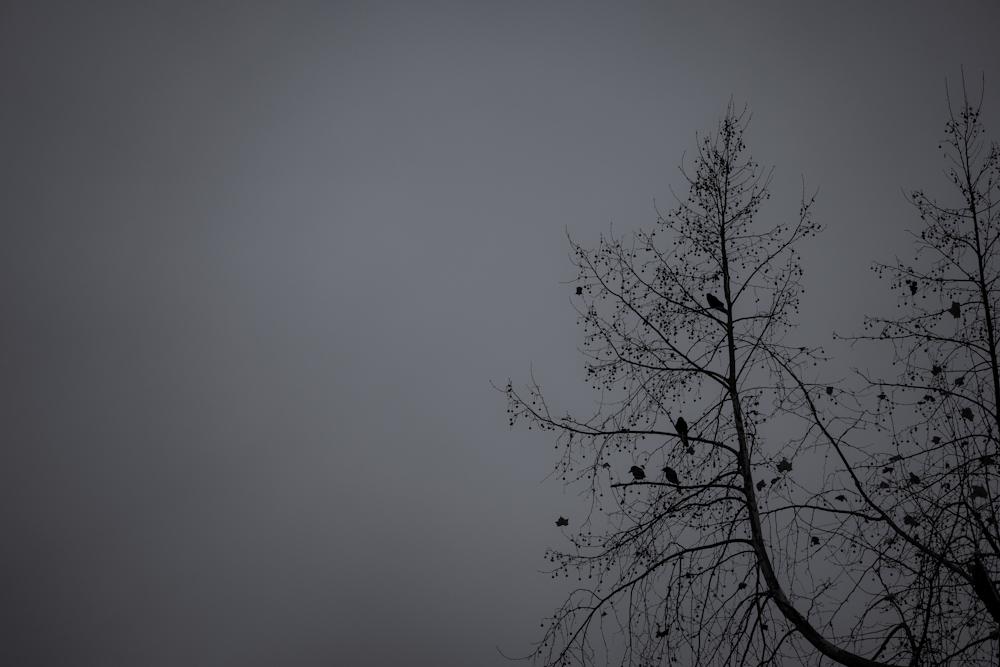 leafless tree under gray sky