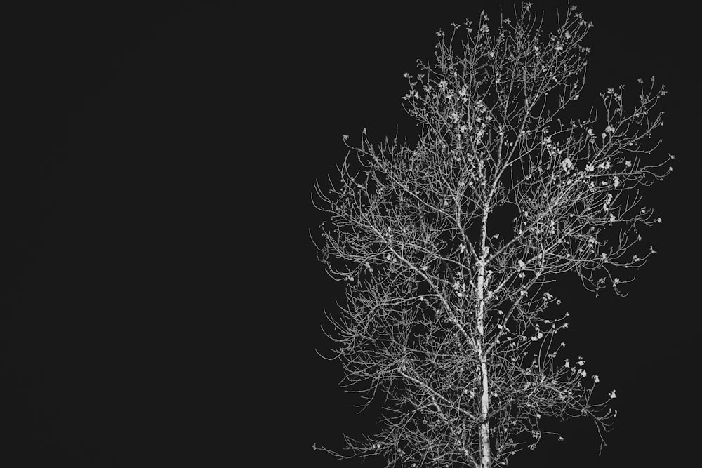 leafless tree in grayscale photography