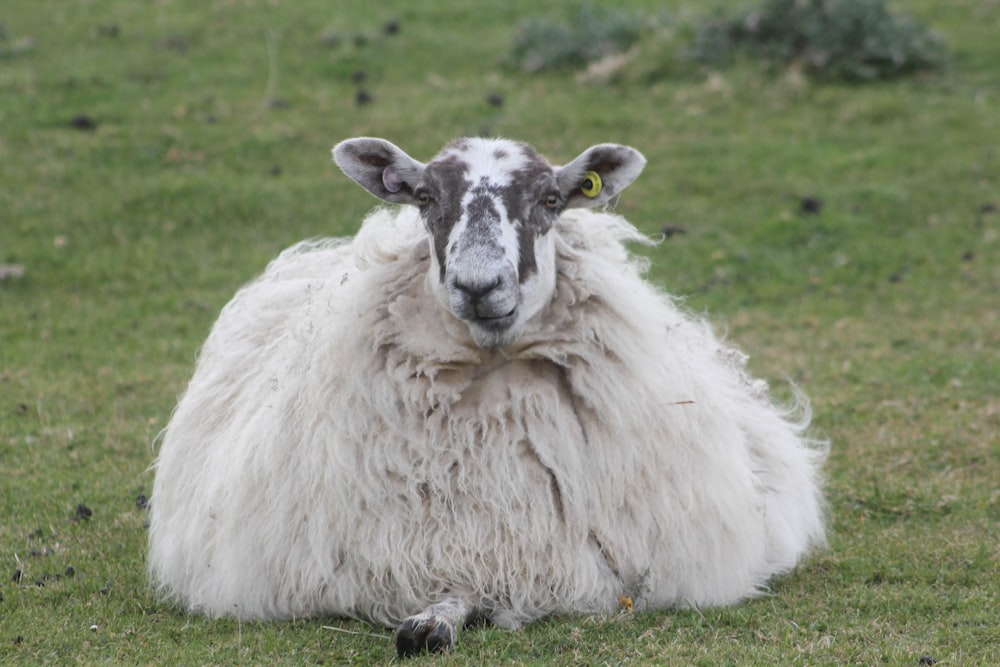 white sheep on green grass field during daytime