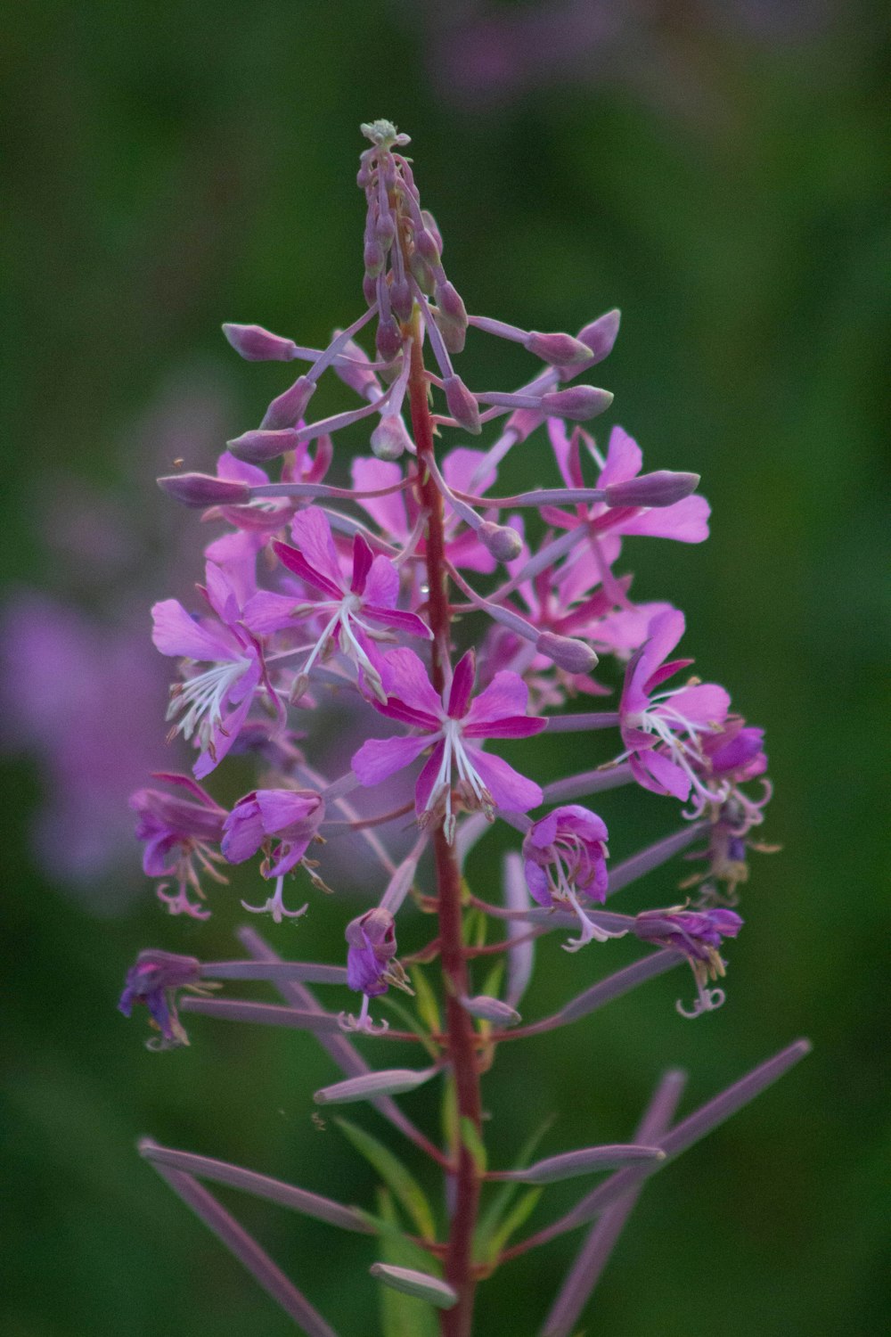 pink flower in tilt shift lens