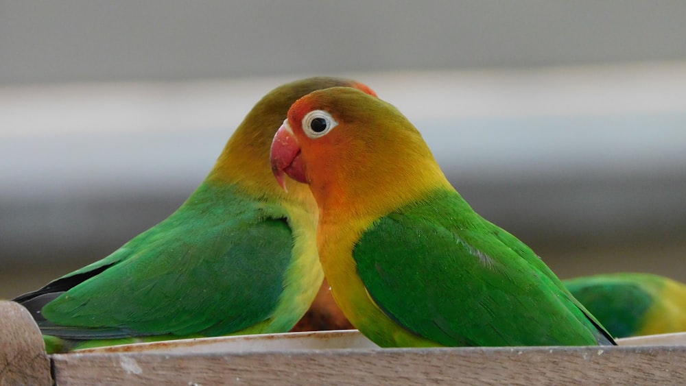 green and yellow bird on white wooden table