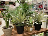 A variety of potted plants are arranged on a wooden shelf in a store setting. The assortment includes different species, such as ferns and bamboo, in diverse pots made of ceramic and plastic. The background features various ornamental items and a ladder.