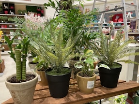 A variety of potted plants are arranged on a wooden shelf in a store setting. The assortment includes different species, such as ferns and bamboo, in diverse pots made of ceramic and plastic. The background features various ornamental items and a ladder.