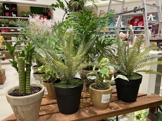 A collection of potted plants in a store.