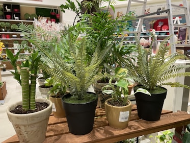 Various potted plants displayed on shelves in a cozy flower shop.