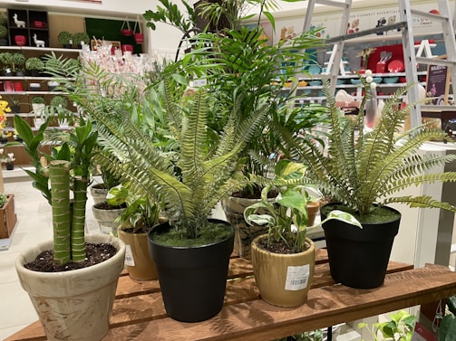 A variety of potted plants are arranged on a wooden shelf in a store setting. The assortment includes different species, such as ferns and bamboo, in diverse pots made of ceramic and plastic. The background features various ornamental items and a ladder.