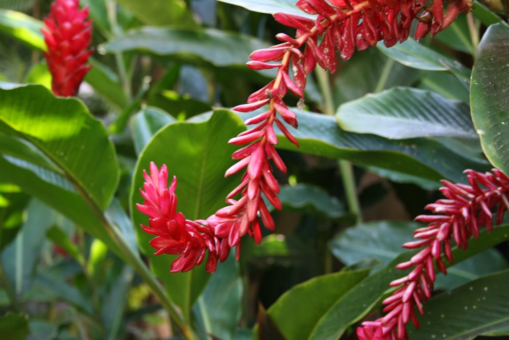 red flower with green leaves