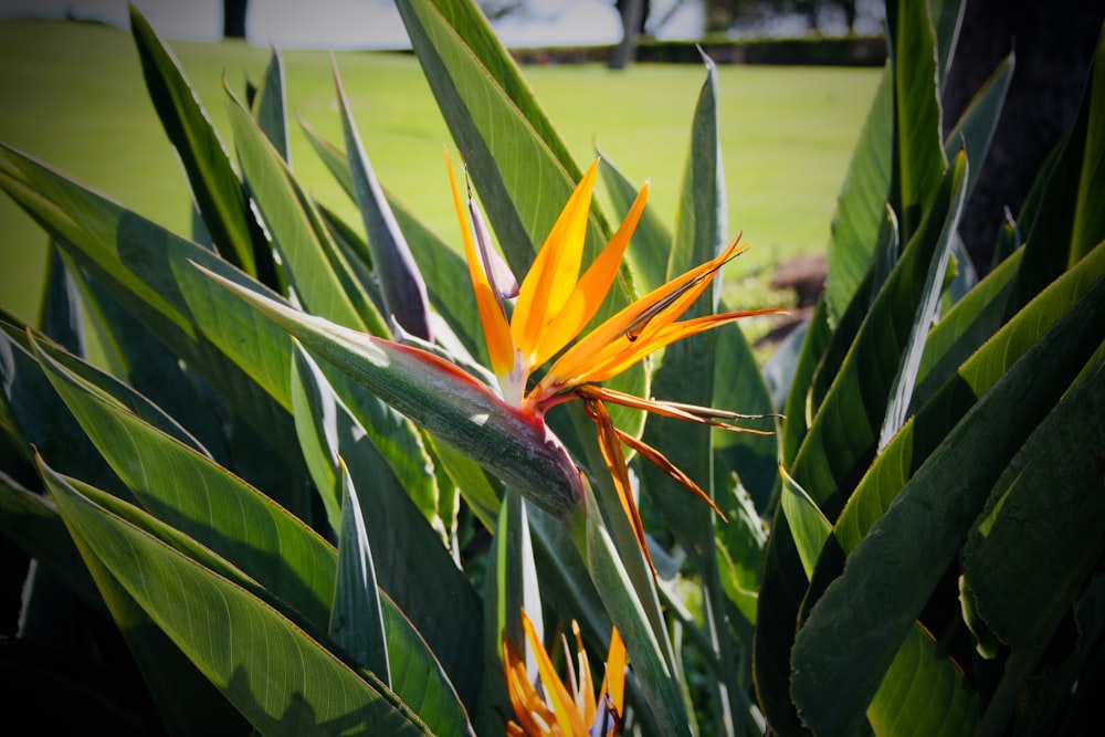 yellow and green birds of paradise in bloom during daytime