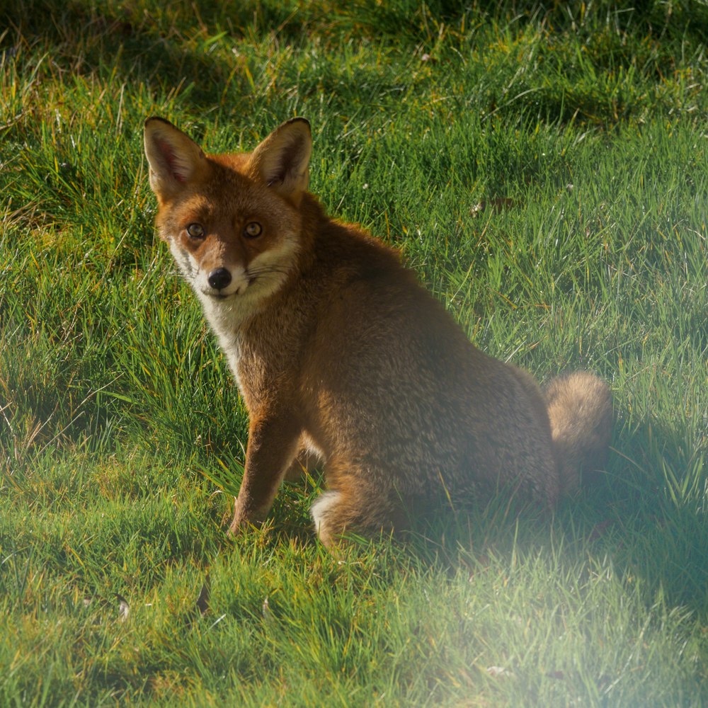 brown fox on green grass field during daytime